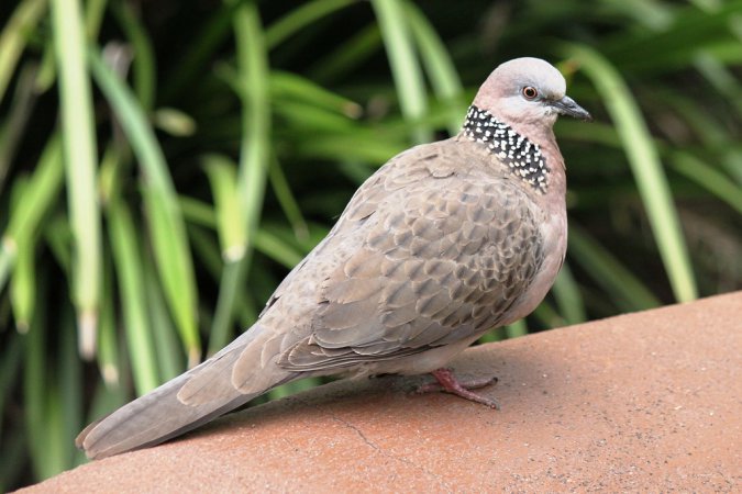 Photo (20): Spotted Dove