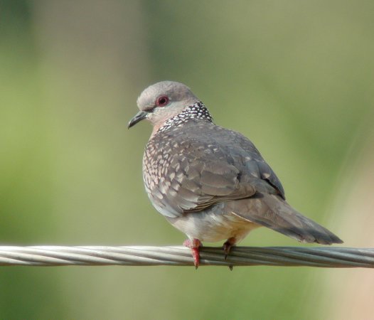 Photo (8): Spotted Dove