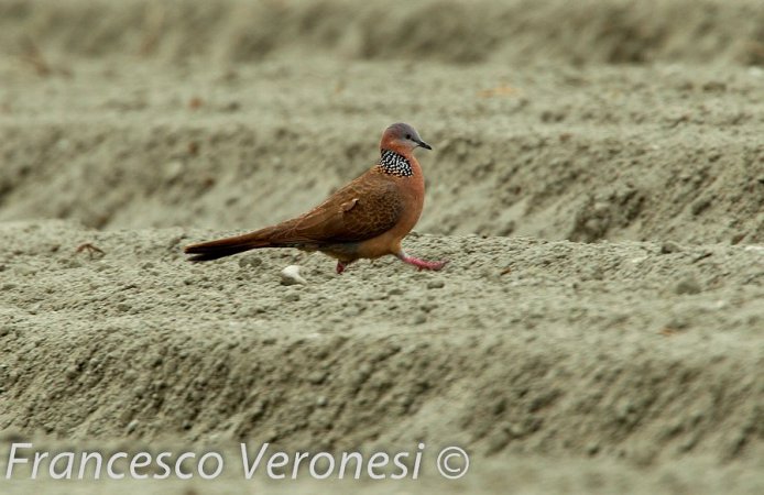 Photo (13): Spotted Dove