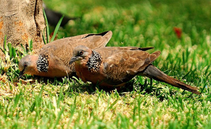 Photo (12): Spotted Dove