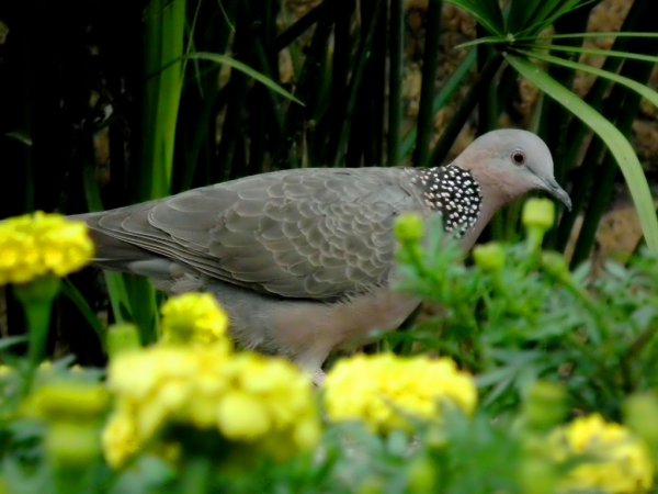 Photo (5): Spotted Dove