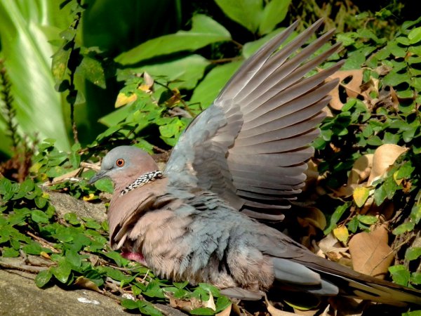 Photo (14): Spotted Dove
