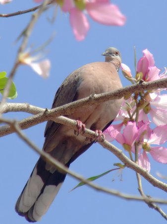 Photo (10): Spotted Dove