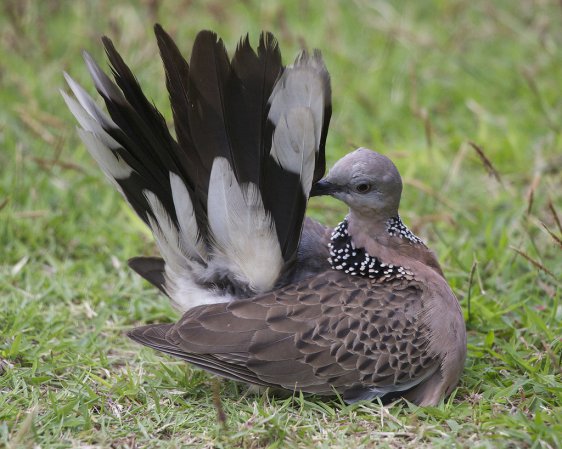 Photo (7): Spotted Dove