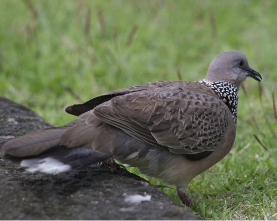 Photo (18): Spotted Dove