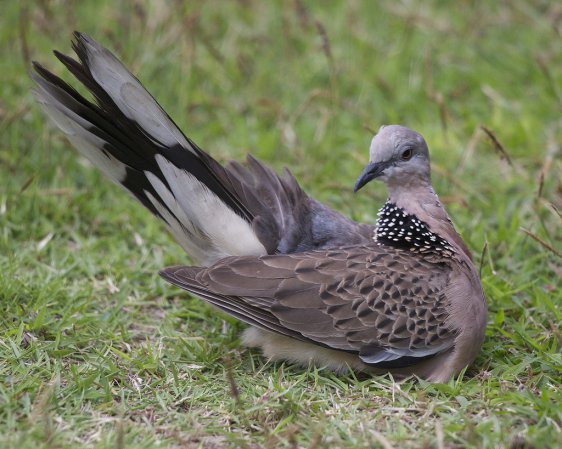 Photo (9): Spotted Dove