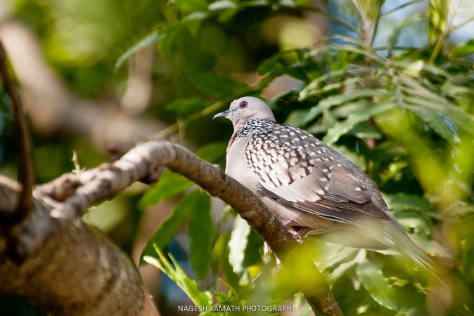 Photo (15): Spotted Dove