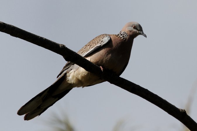 Photo (19): Spotted Dove