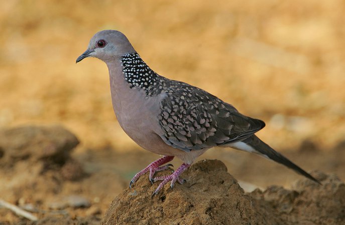 Photo (16): Spotted Dove