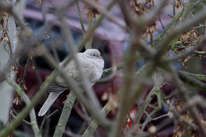 Photo (2): Eurasian Collared-Dove
