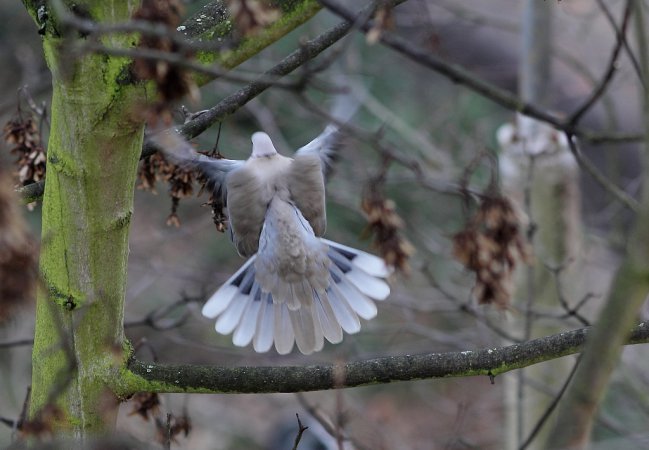 Photo (6): Eurasian Collared-Dove