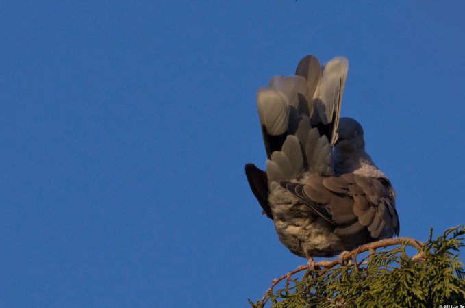 Photo (7): Eurasian Collared-Dove