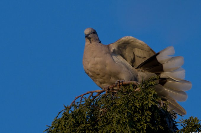 Photo (13): Eurasian Collared-Dove