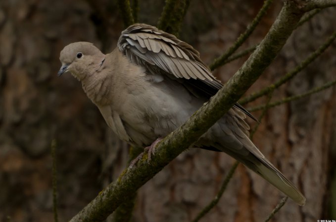 Photo (9): Eurasian Collared-Dove