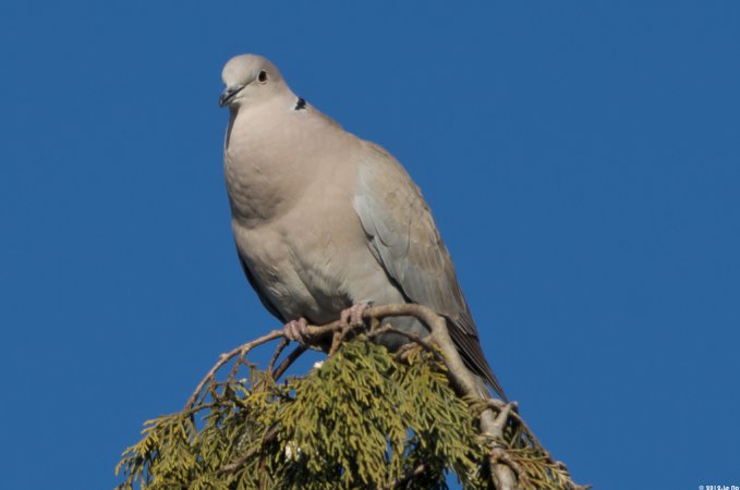 Photo (17): Eurasian Collared-Dove
