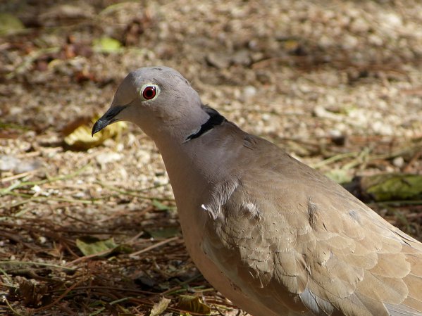 Photo (14): Eurasian Collared-Dove