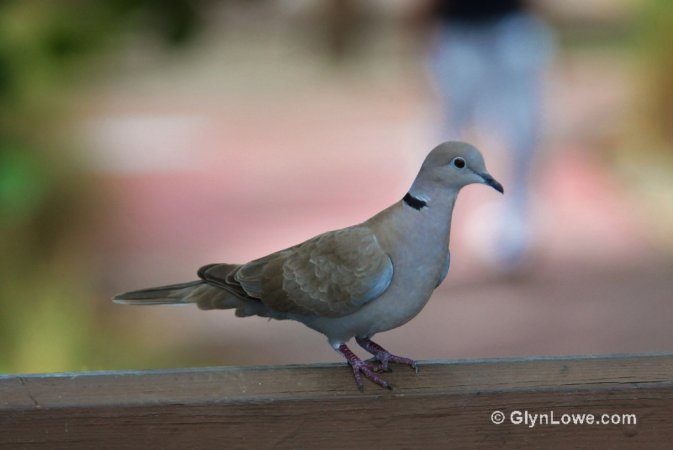 Photo (19): Eurasian Collared-Dove