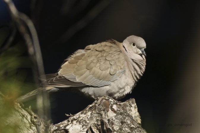 Photo (4): Eurasian Collared-Dove