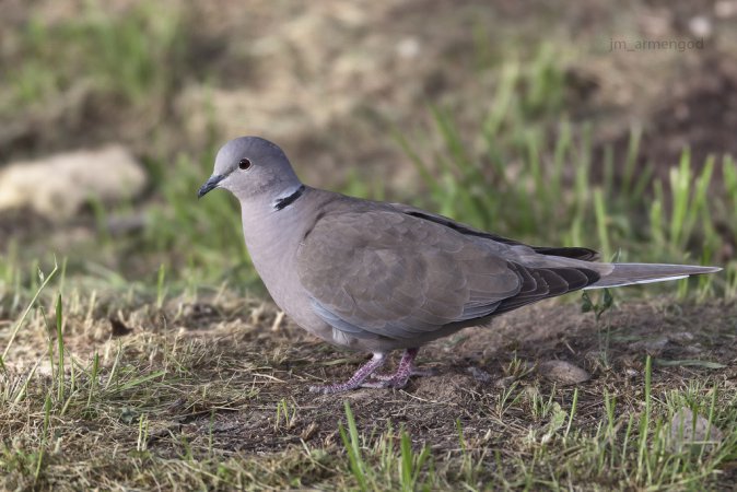 Photo (1): Eurasian Collared-Dove