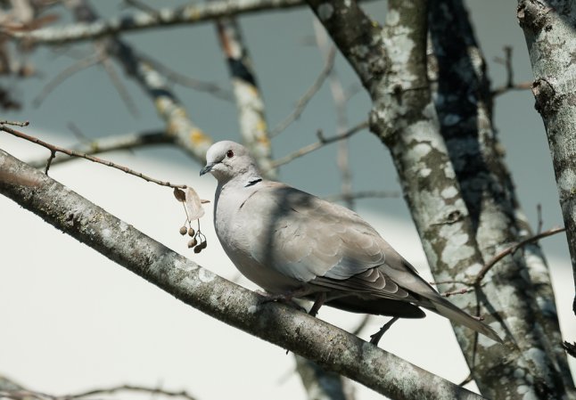 Photo (18): Eurasian Collared-Dove