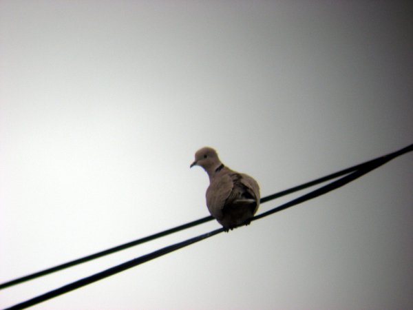 Photo (20): Eurasian Collared-Dove