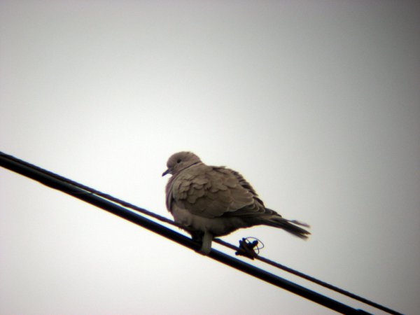 Photo (21): Eurasian Collared-Dove
