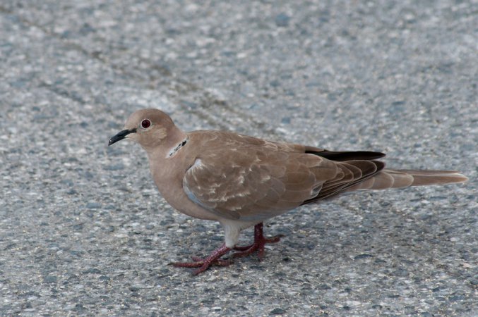 Photo (10): Eurasian Collared-Dove