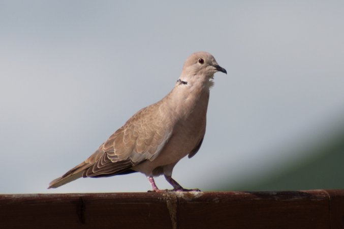 Photo (11): Eurasian Collared-Dove