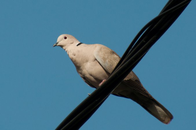 Photo (8): Eurasian Collared-Dove