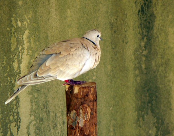 Photo (2): African Collared-Dove