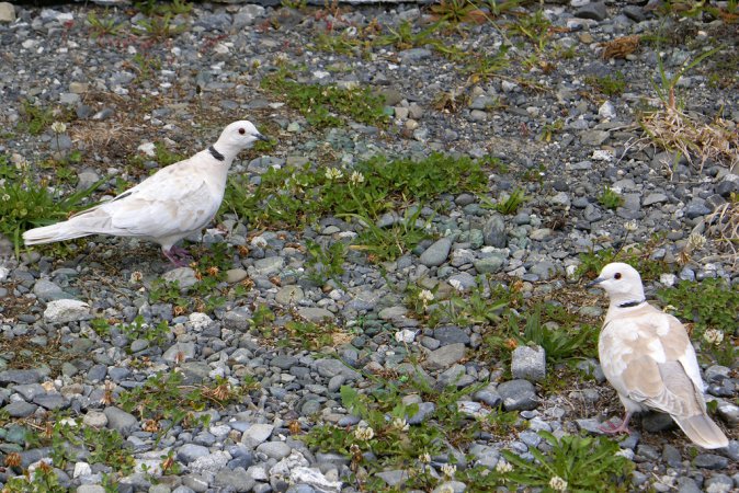 Photo (1): African Collared-Dove