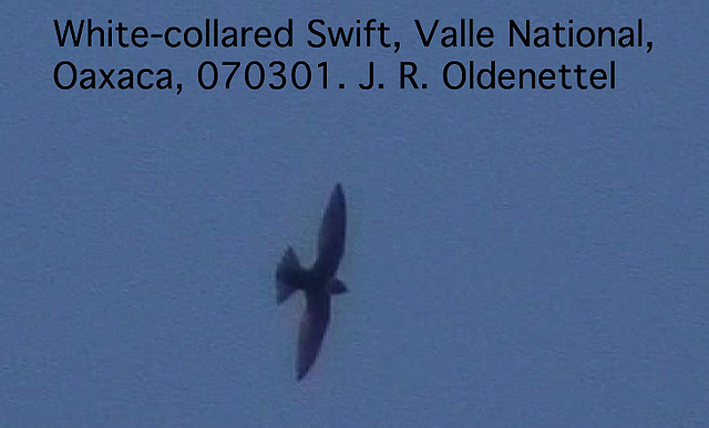 Photo (1): White-collared Swift