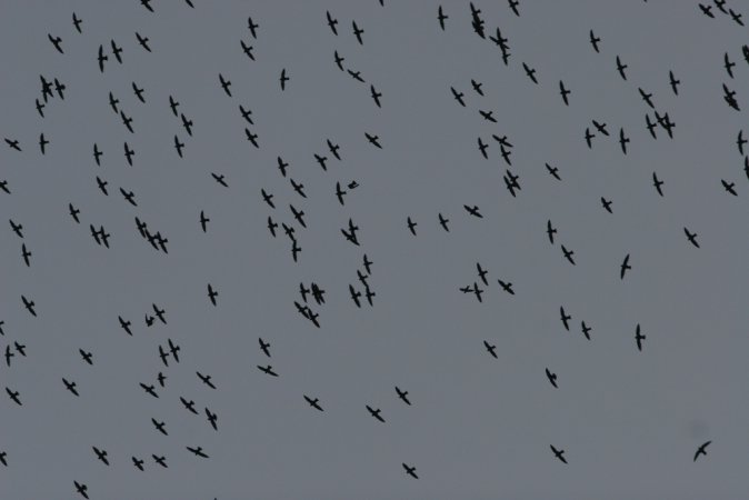 Photo (3): White-collared Swift