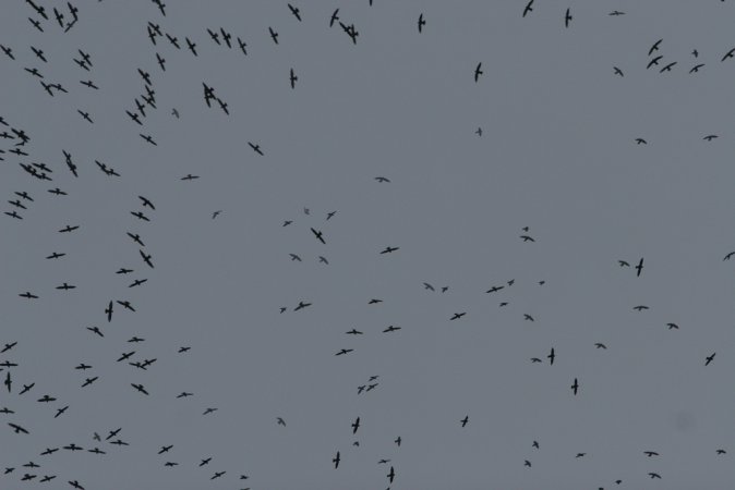 Photo (4): White-collared Swift