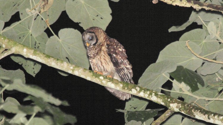 Photo (2): Fulvous Owl