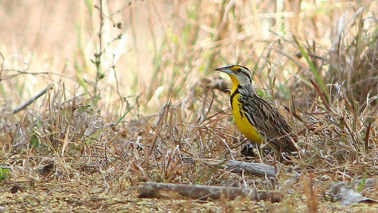 Photo (12): Eastern Meadowlark
