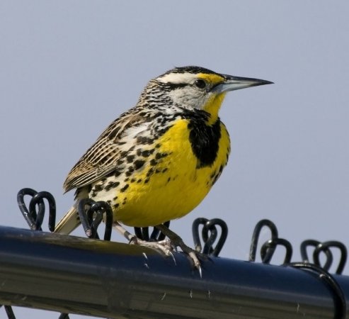Photo (2): Eastern Meadowlark