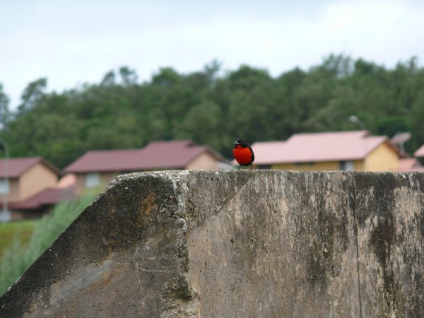 Photo (8): Red-breasted Meadowlark