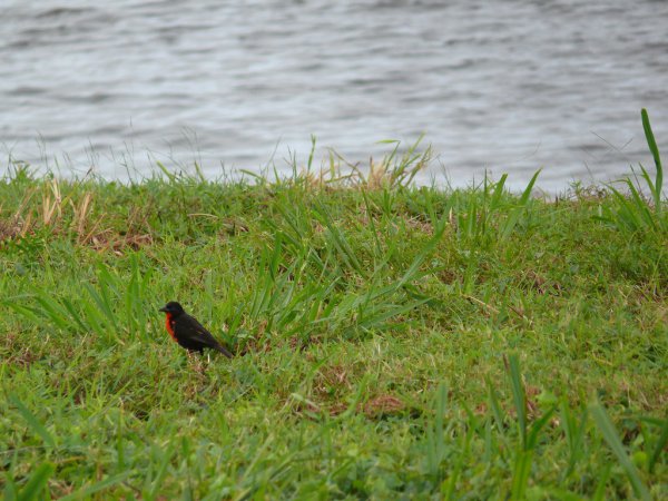 Photo (11): Red-breasted Meadowlark