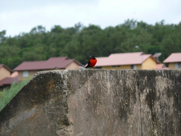 Photo (13): Red-breasted Meadowlark