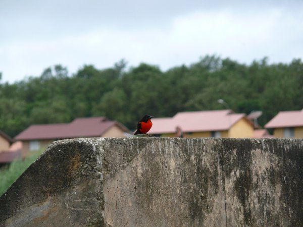 Photo (10): Red-breasted Meadowlark