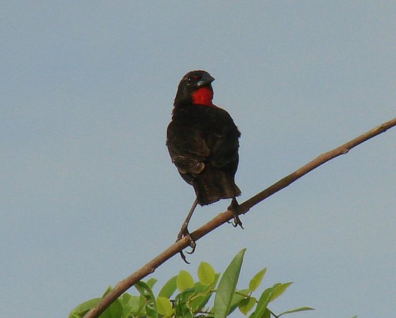 Photo (7): Red-breasted Meadowlark