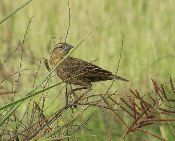 Photo (2): Red-breasted Meadowlark
