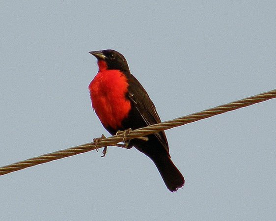 Photo (3): Red-breasted Meadowlark