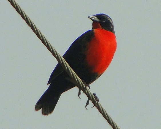 Photo (5): Red-breasted Meadowlark