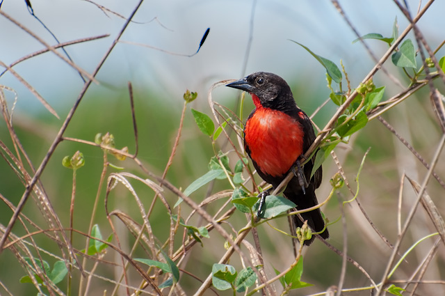 Photo (12): Red-breasted Meadowlark