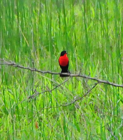 Photo (6): Red-breasted Meadowlark