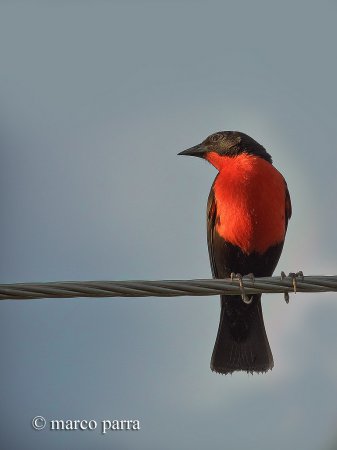Photo (4): Red-breasted Meadowlark