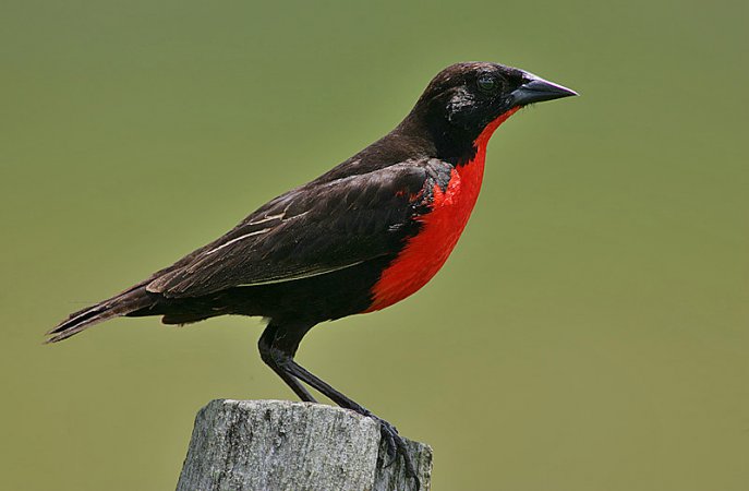 Photo (1): Red-breasted Meadowlark
