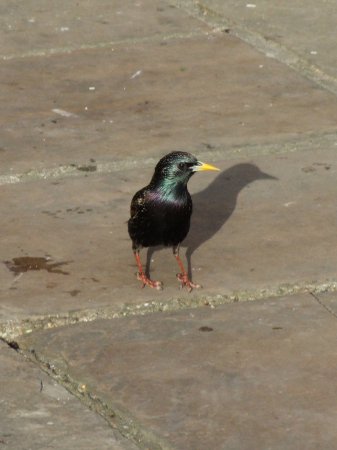 Photo (9): European Starling